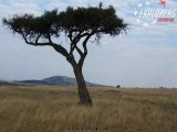 Maasai Mara    