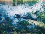 Pantanal - Brćkanje u močvari