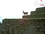Machu Picchu - Llama   
