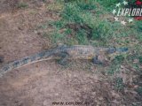 Pantanal - Krokodili