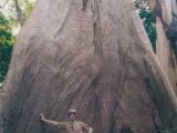 Amazonija - Najveća stabla na svetu