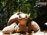 Gigantske kornjače   