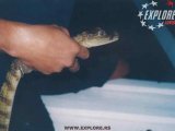 Amazonija - Mladunče krokodila
